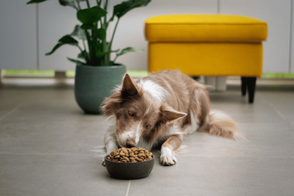 dog and food, from:unsplash