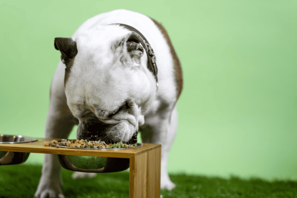 dog eating, from: unsplash