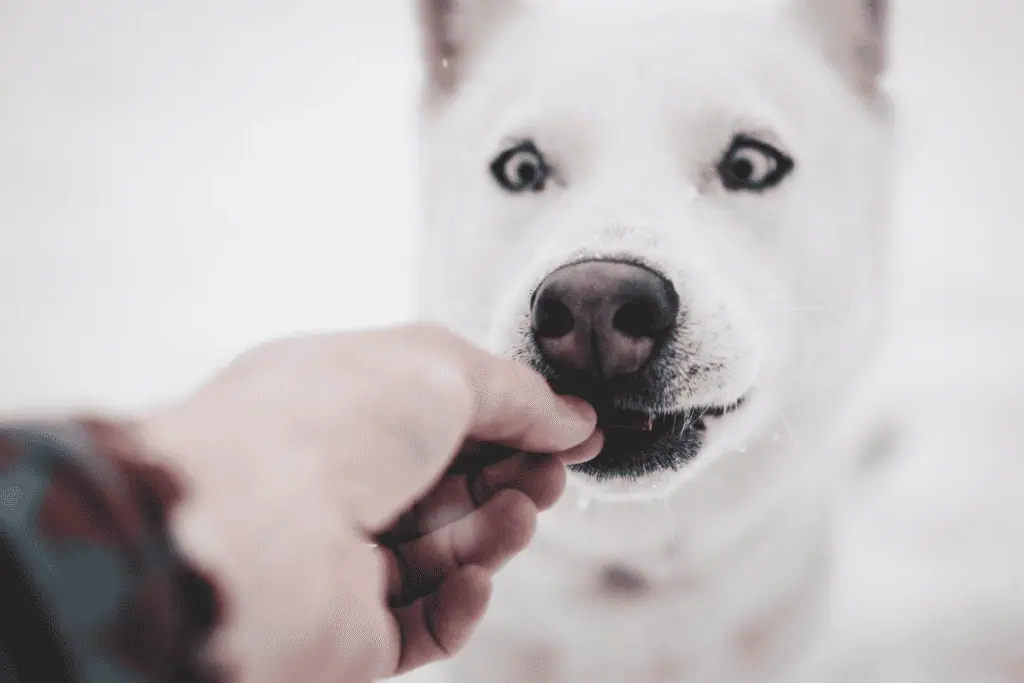 dog , from unsplash