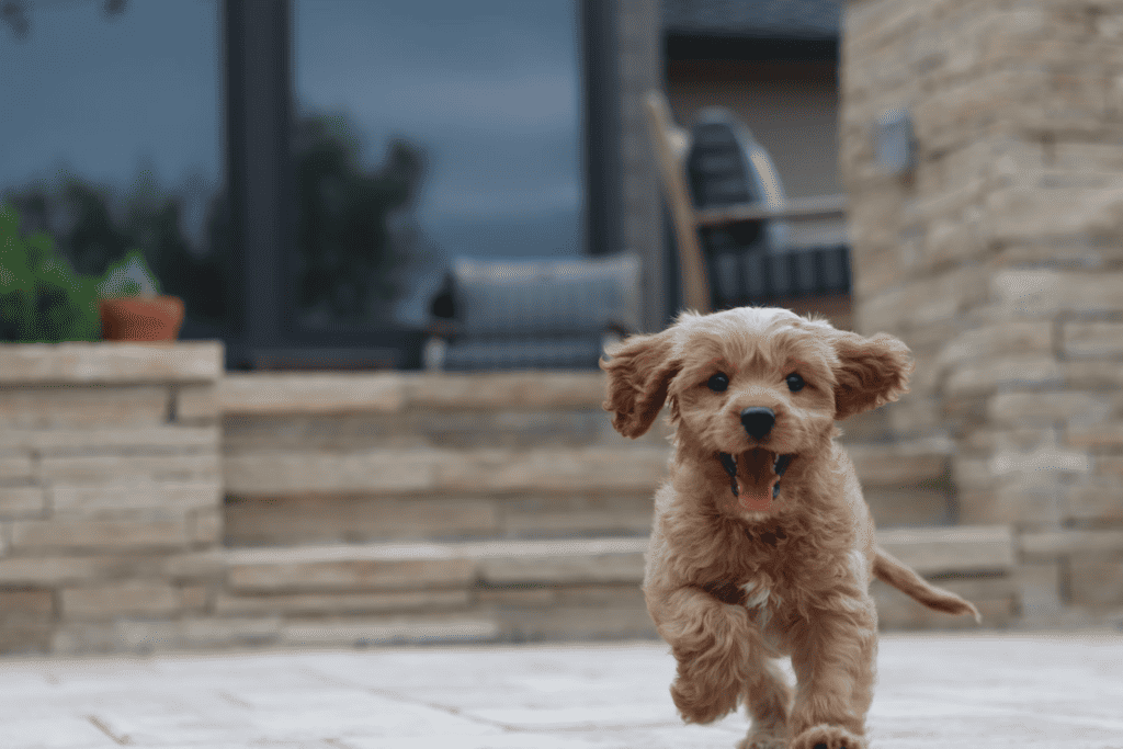 puppy from unsplash