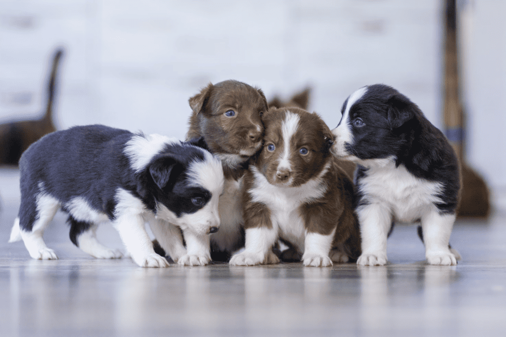 puppies from unsplash
