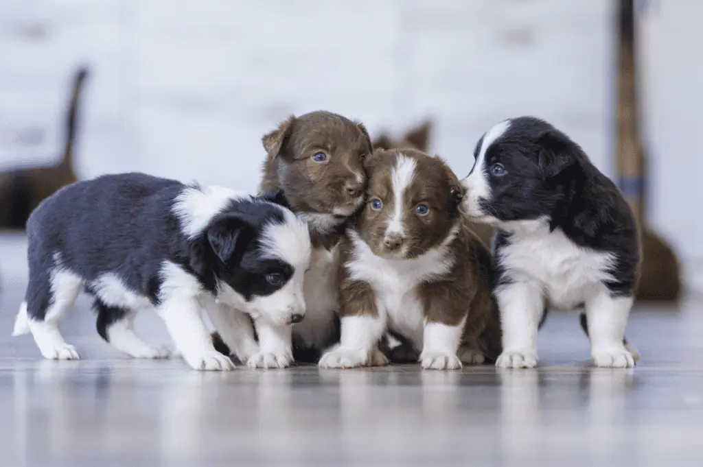 幼犬飼料 from unsplash
