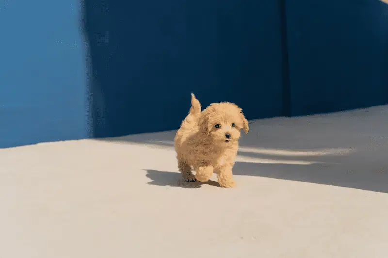 puppy from unsplash