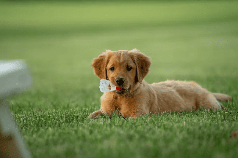 puppy from splash