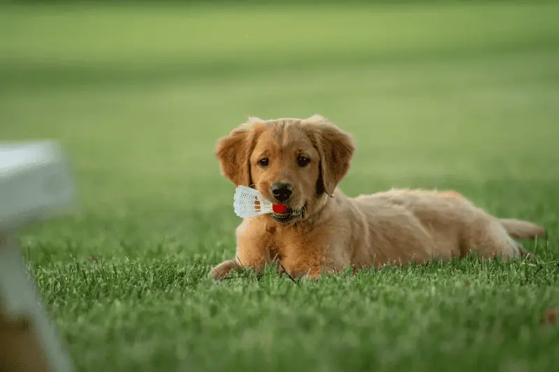 puppy from splash