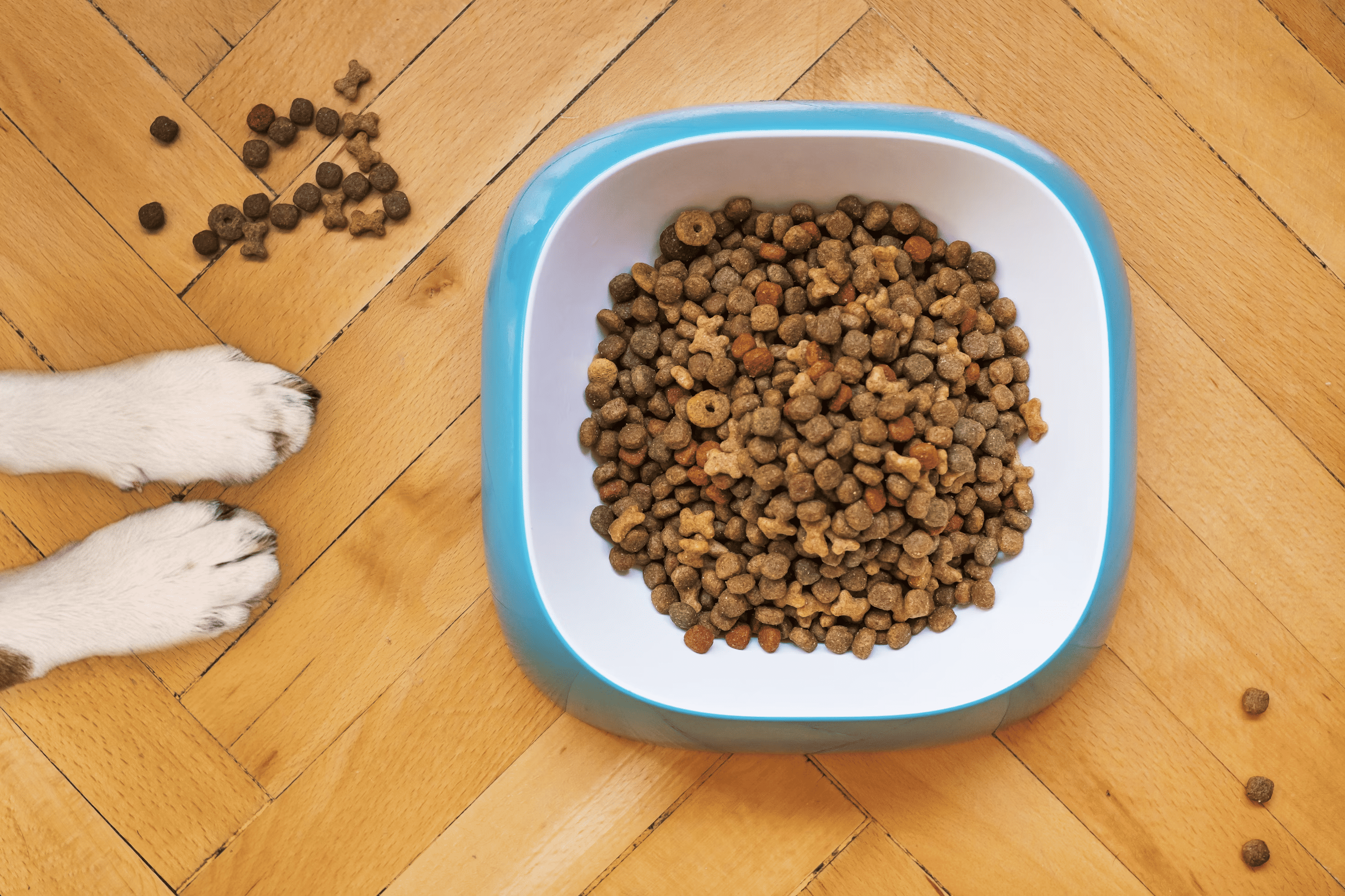 dog food, from:unsplash
