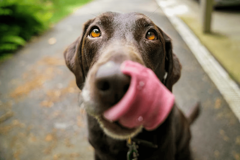 挑食狗飼料推薦