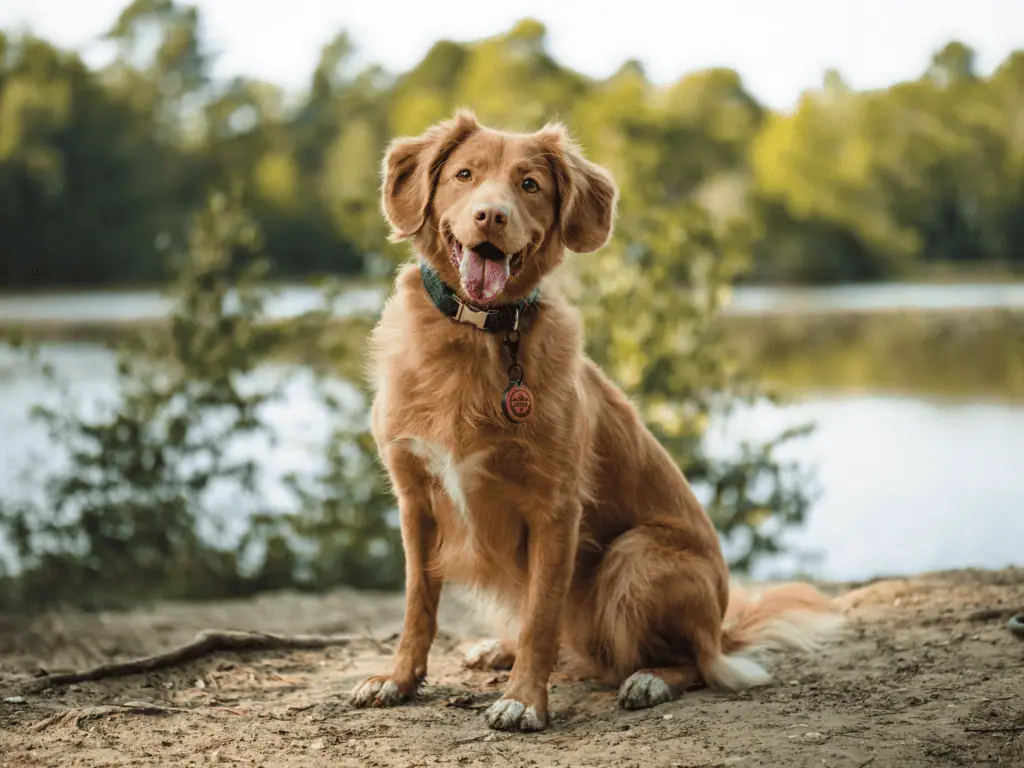 dog from unsplash