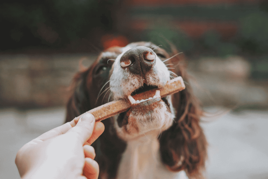 狗狗,from unsplash