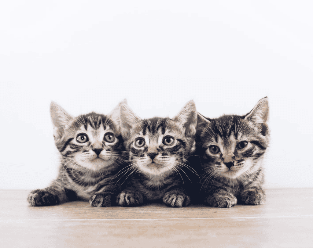 kittens, from unsplash