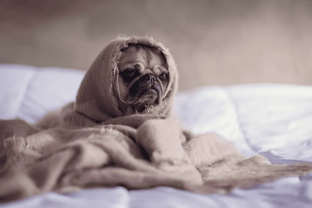 狗狗，from unsplash
