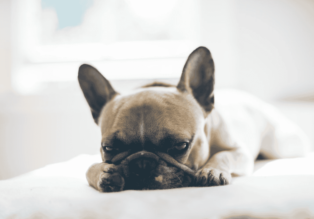 狗狗腸胃炎，來自unsplash