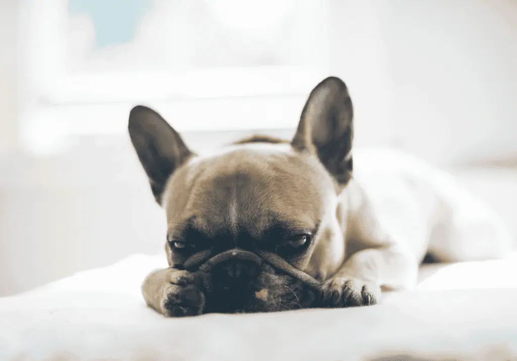 狗狗腸胃炎，來自unsplash