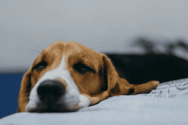 狗狗腸胃炎，from unsplash