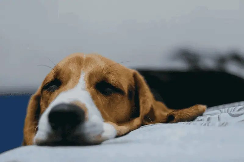 狗狗腸胃炎，from unsplash