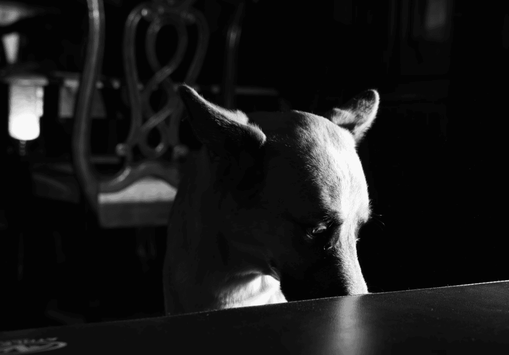 狗狗憂鬱症,from unsplash