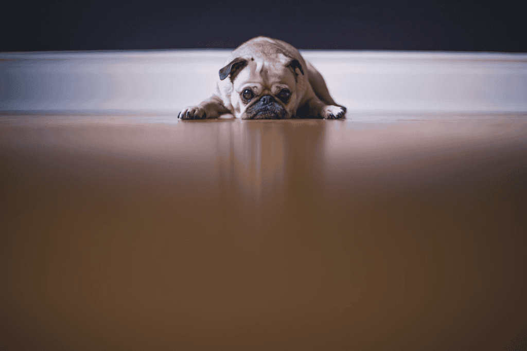 狗狗憂鬱症 from unsplash