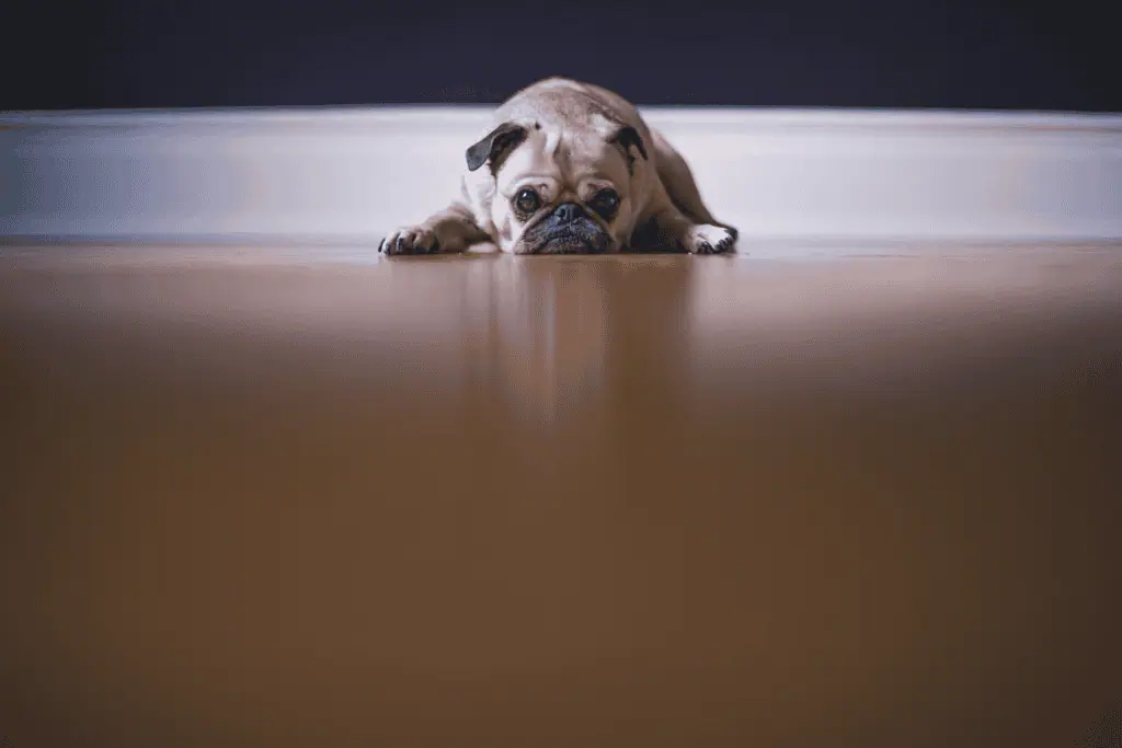 狗狗憂鬱症 from unsplash