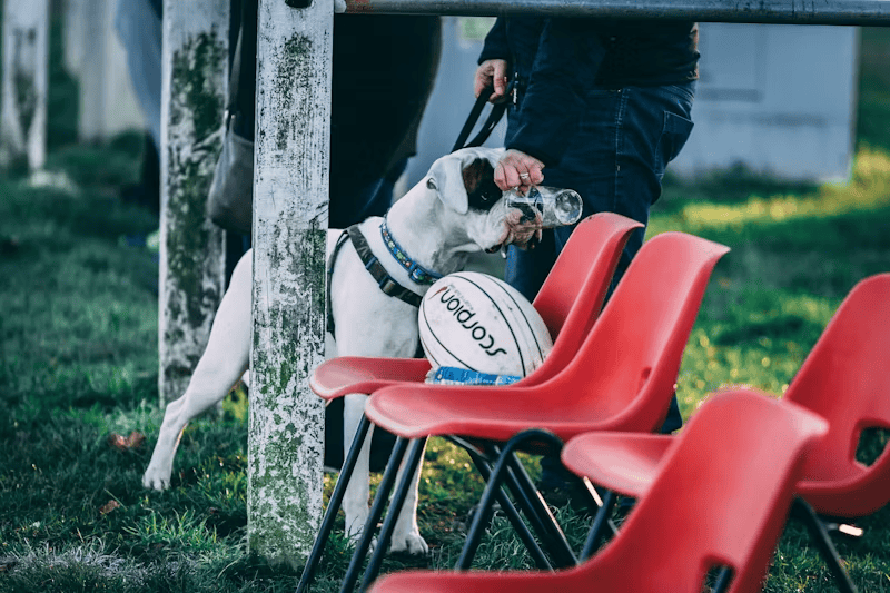 狗狗喝水,from unsplash