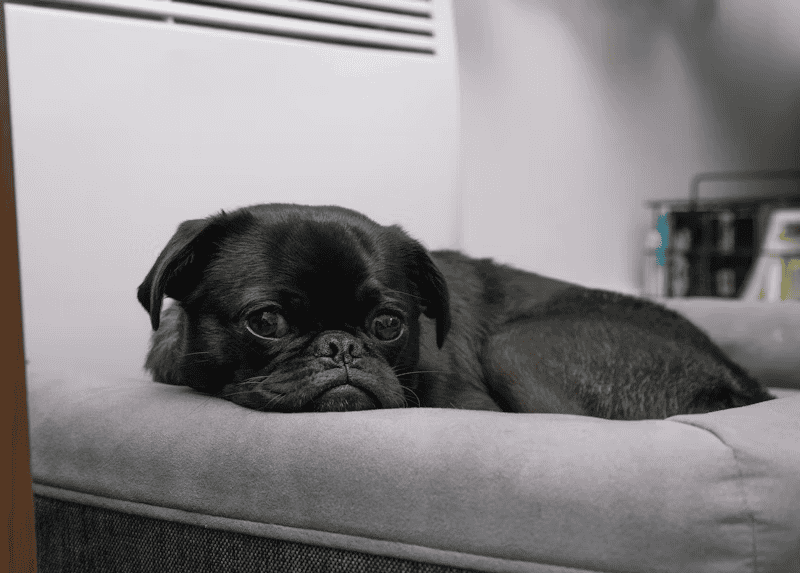 狗狗生病 from unsplash