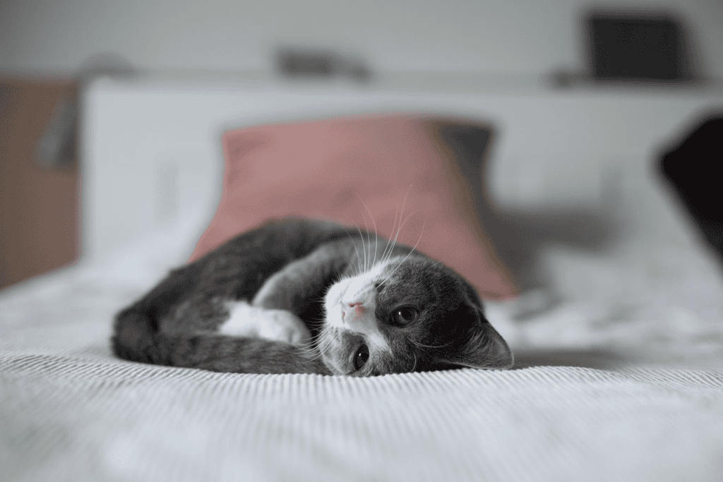 貓低血鉀,來自:unsplash