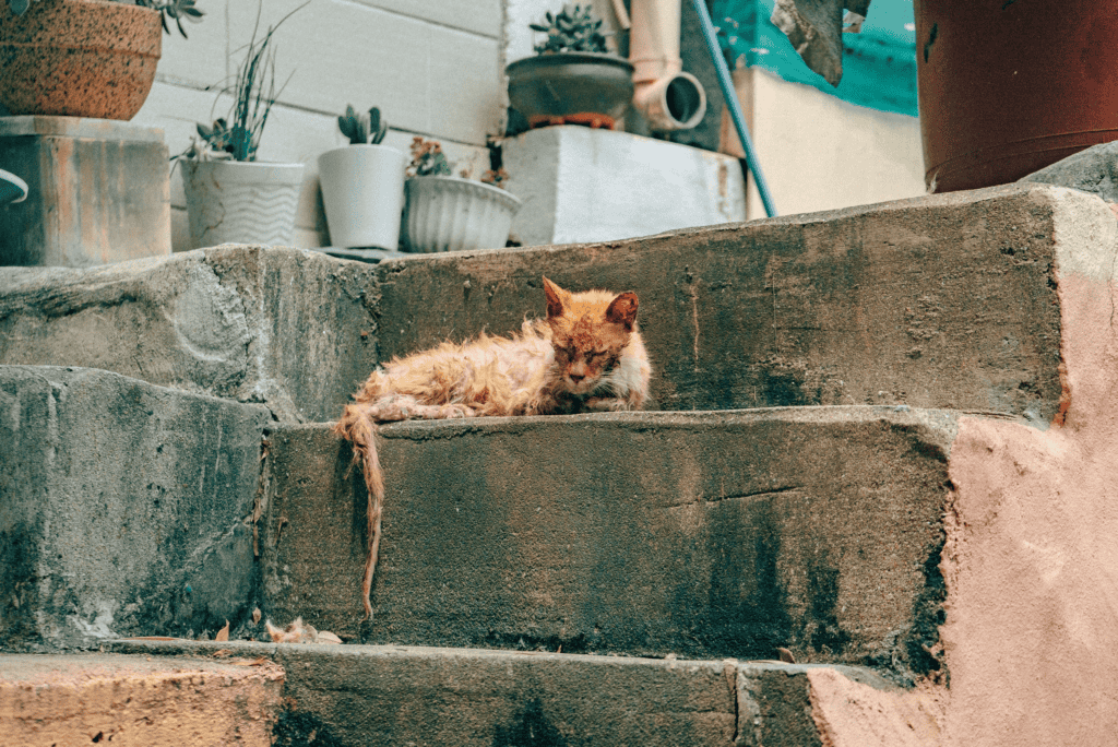 貓低血鉀,來自:unsplash