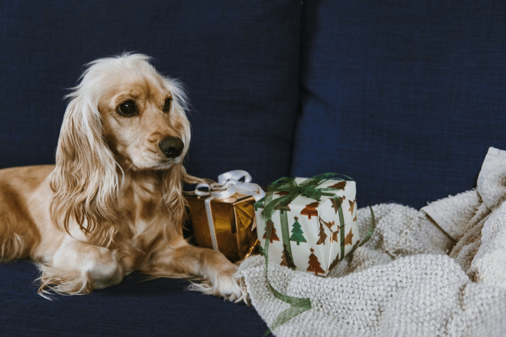 小型犬品種推薦－可卡犬／圖取自 Pexels