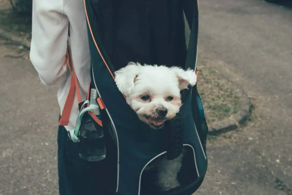 小型犬品種