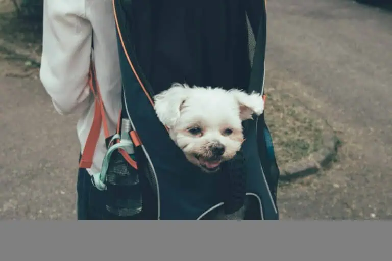 小型犬品種