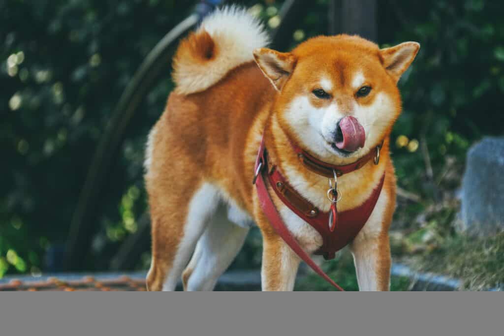 狗狗可以吃芒果嗎