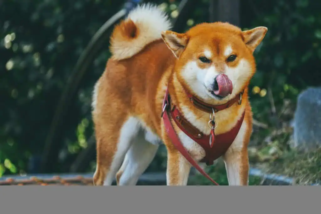 狗狗可以吃芒果嗎