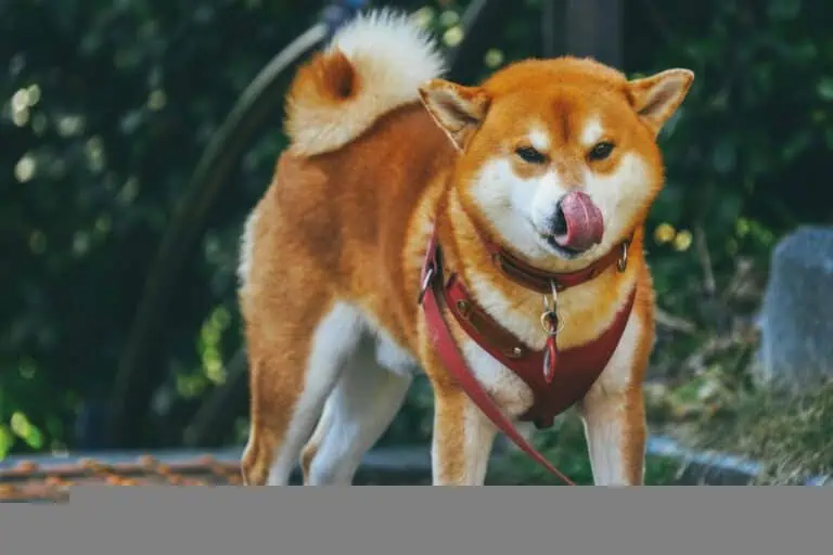 狗狗可以吃芒果嗎