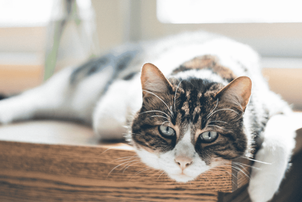 倍力飼料事件澄清